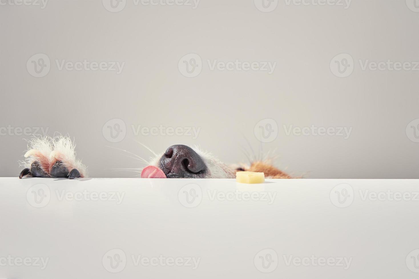 jack Russell terriër hond eten maaltijd van tafel. grappig hond portret met tong foto