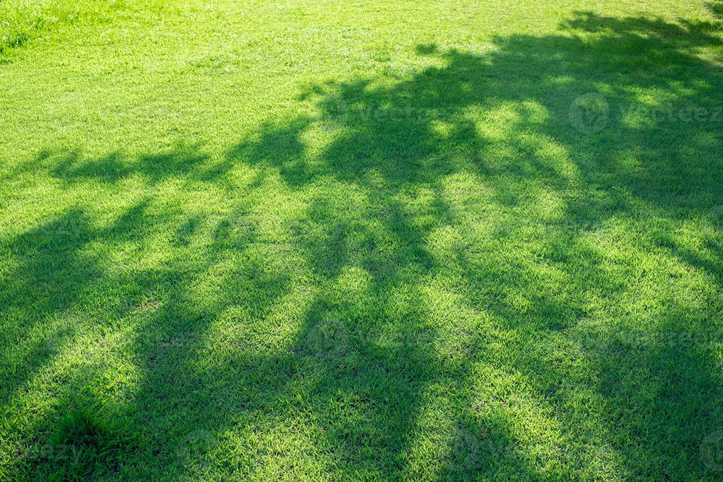 de schaduw van een groot boom Aan de groen gazon, ochtend- zonlicht, kopiëren ruimte foto