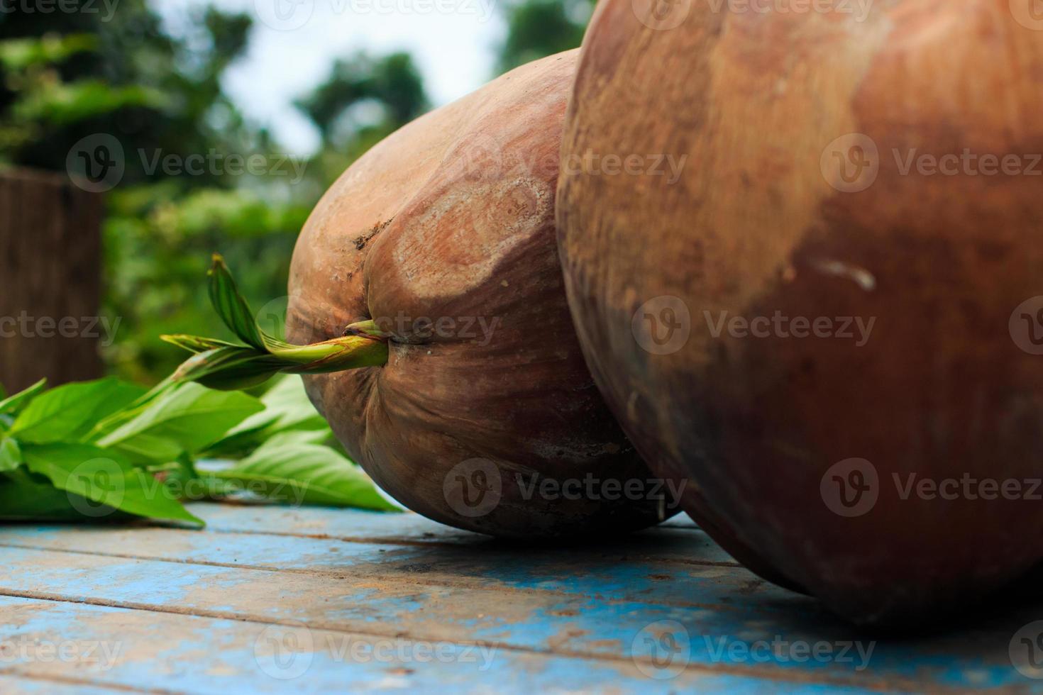 jonge boom kokosnoot Aan oud blauw houten foto