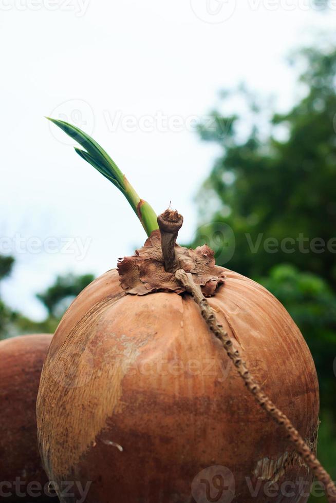 jonge boom kokosnoot Aan oud blauw houten foto