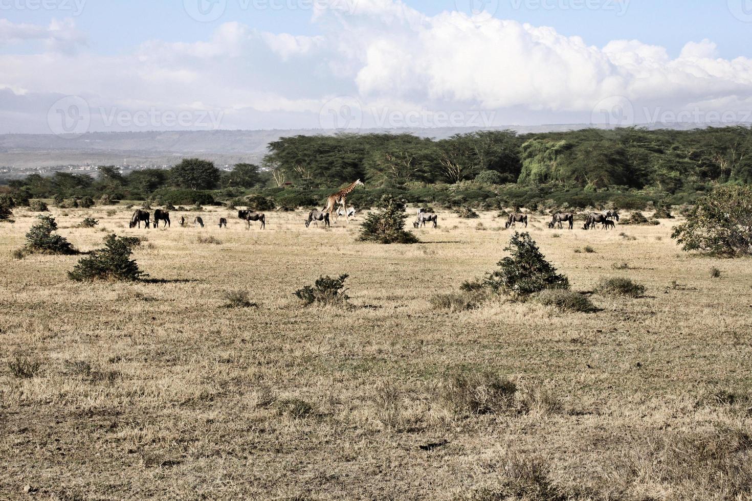 een visie van Kenia in de buurt kimilili foto