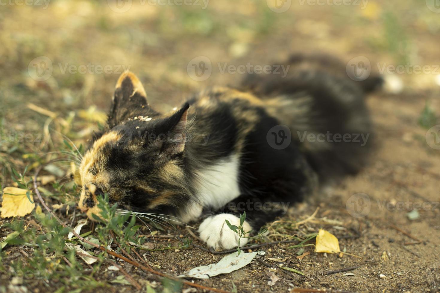 kat. drie kleuren van haar- in kat. schattig huisdier in zomer. foto