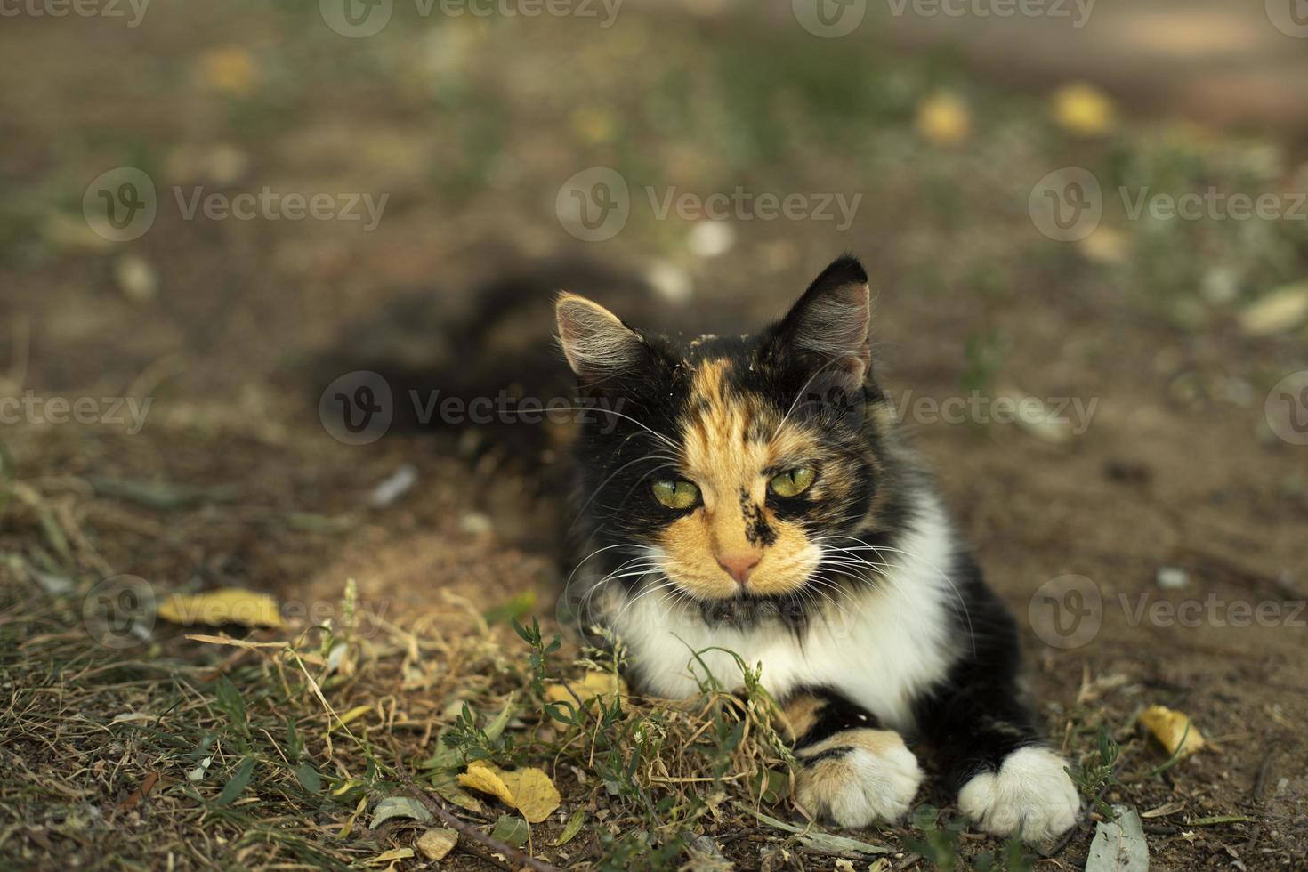 kat. drie kleuren van haar- in kat. schattig huisdier in zomer. foto