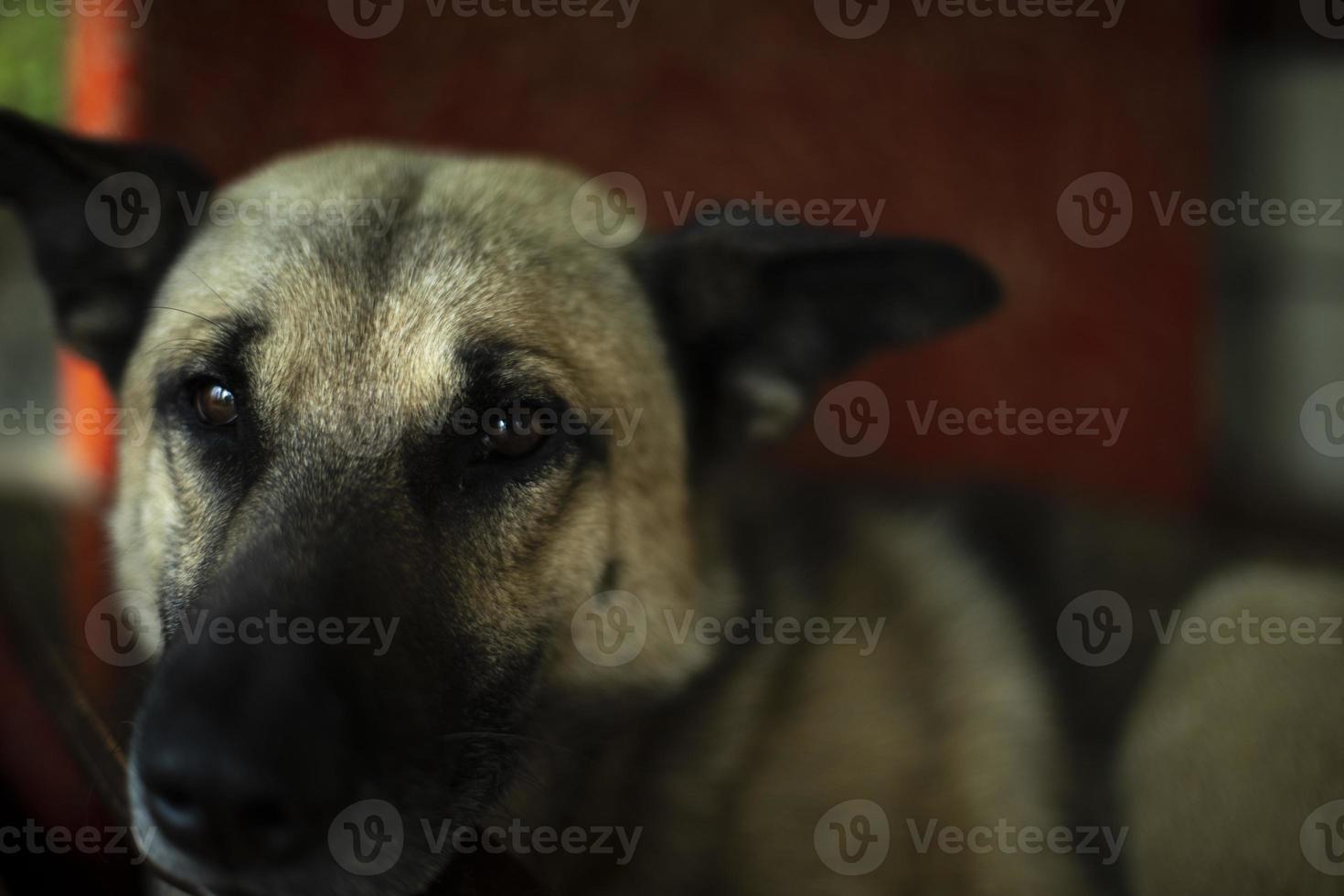 portret van hond. hond met zwart neus. foto