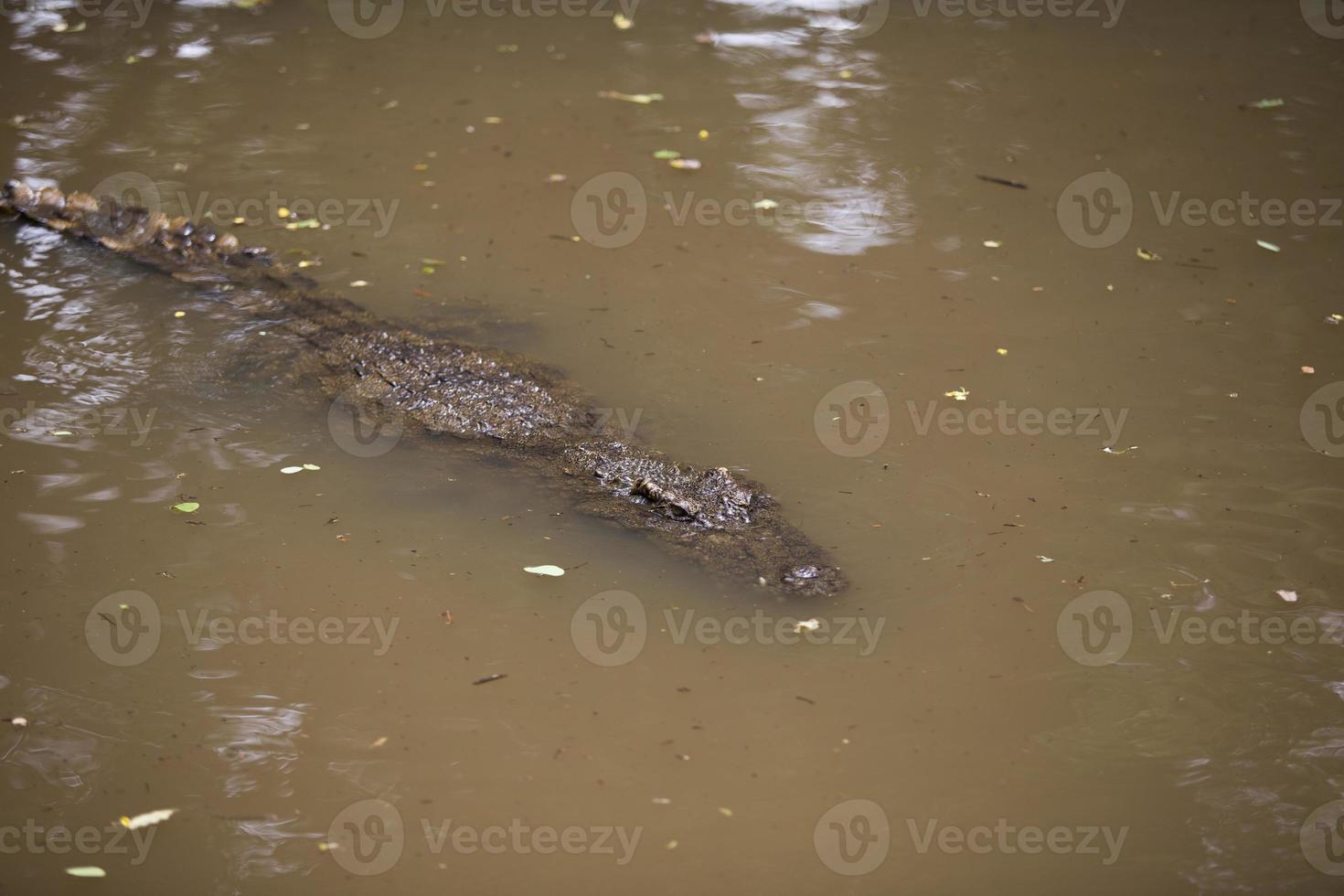 krokodillen resting Bij krokodil boerderij in Thailand foto