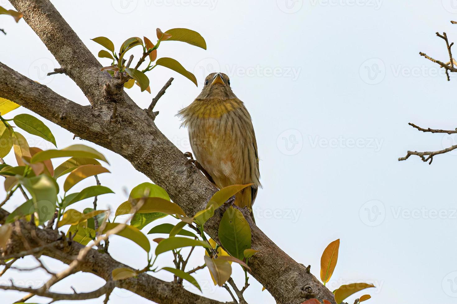 vrouw saffraan vink vogel foto