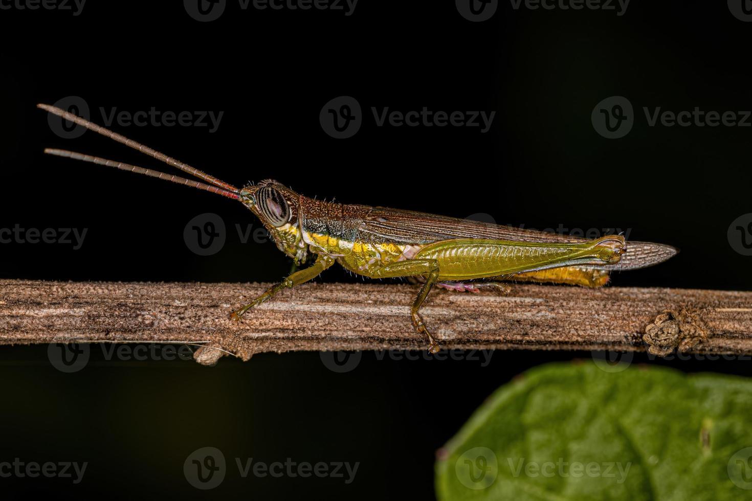 volwassen spurthroat tandenstoker sprinkhaan foto