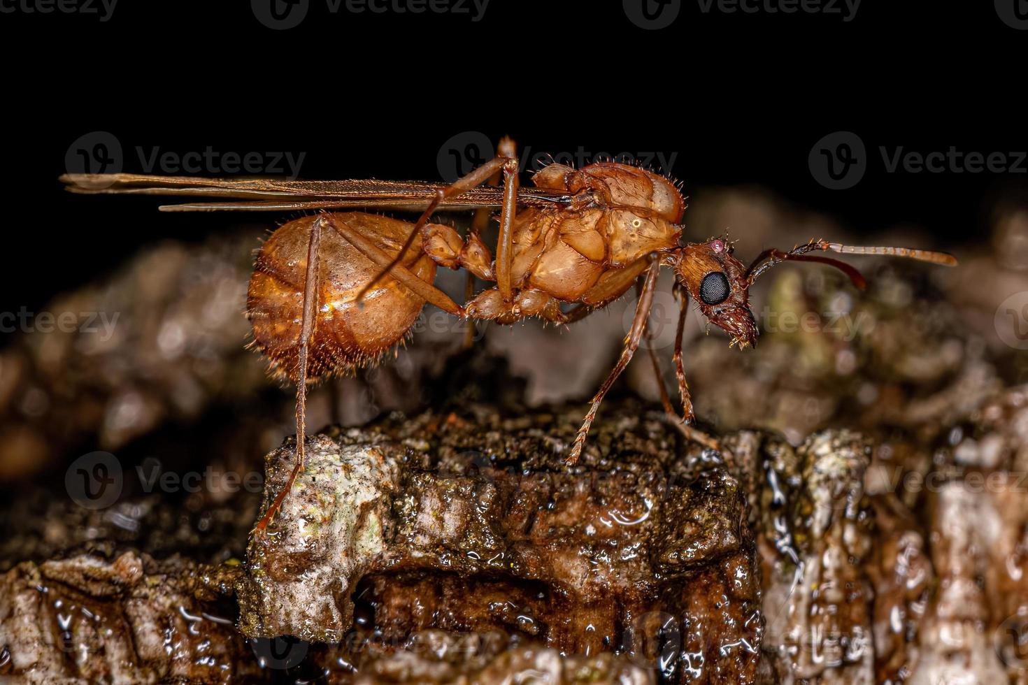 volwassen gevleugelde mannelijke acromyrmex bladsnijder mier foto