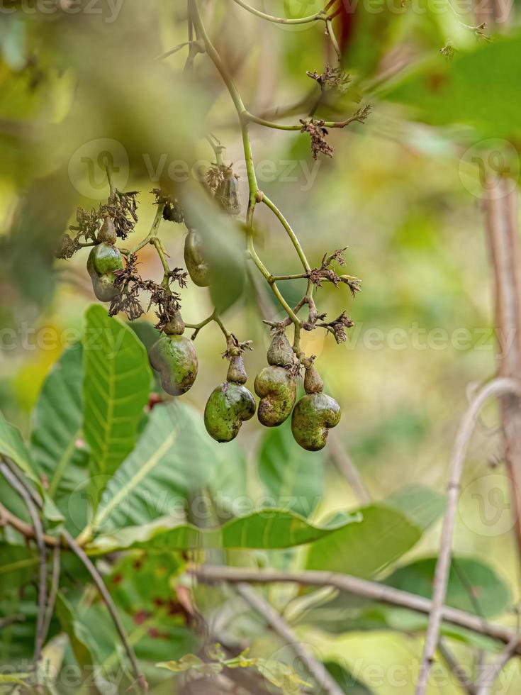cachou fruit met selectief focus foto