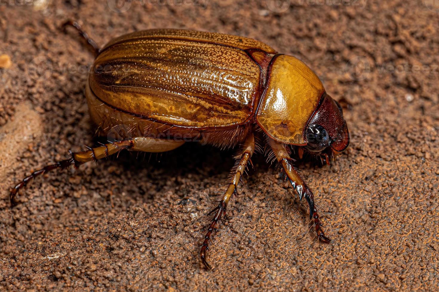 volwassen bruine scarabee foto