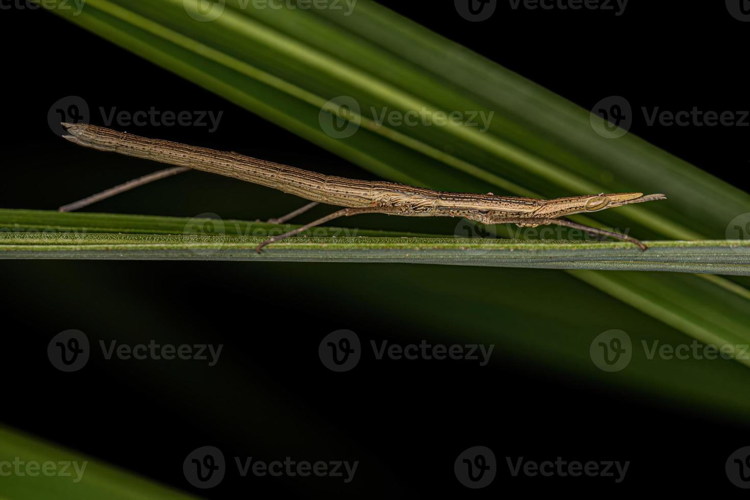 neotropische stoksprinkhaan foto