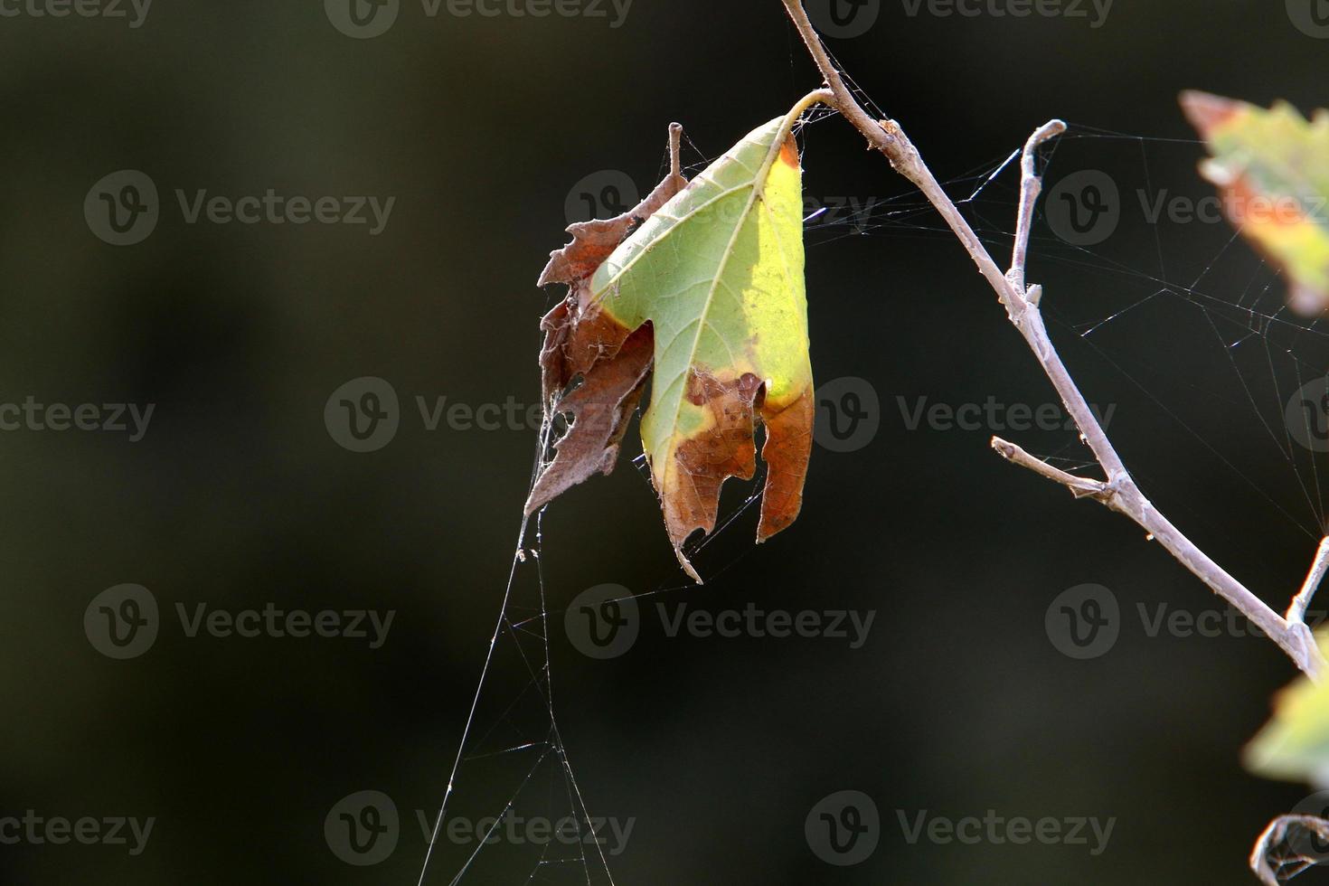 Aan de takken en bladeren van bomen spin webben van dun draden. foto