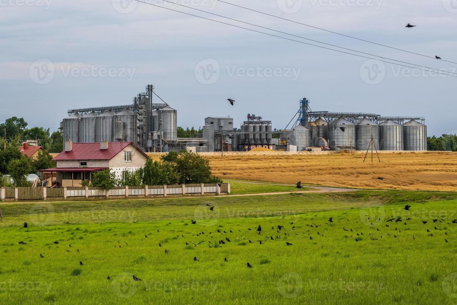 agro silo's graanschuur lift met zaden schoonmaak lijn Aan agro-verwerking fabricage fabriek voor verwerken drogen schoonmaak en opslagruimte van agrarisch producten in rogge maïs of tarwe veld- foto