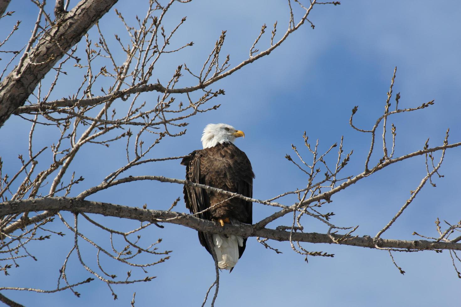 bald eagle zat op een boom foto