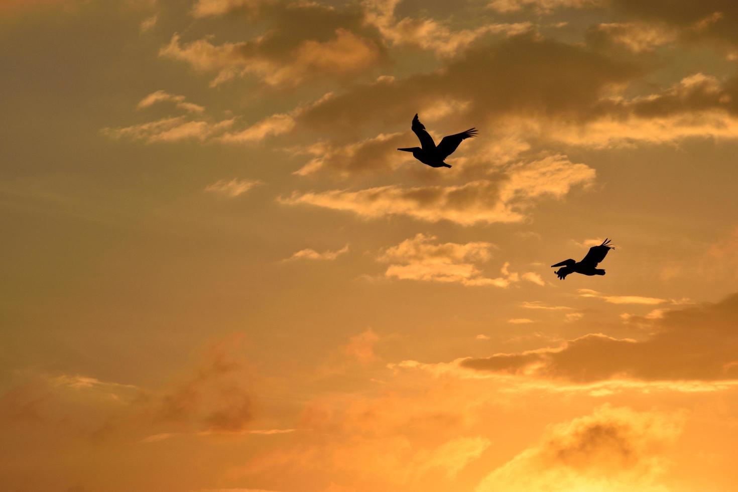 silhouet van vliegende pelikanen foto