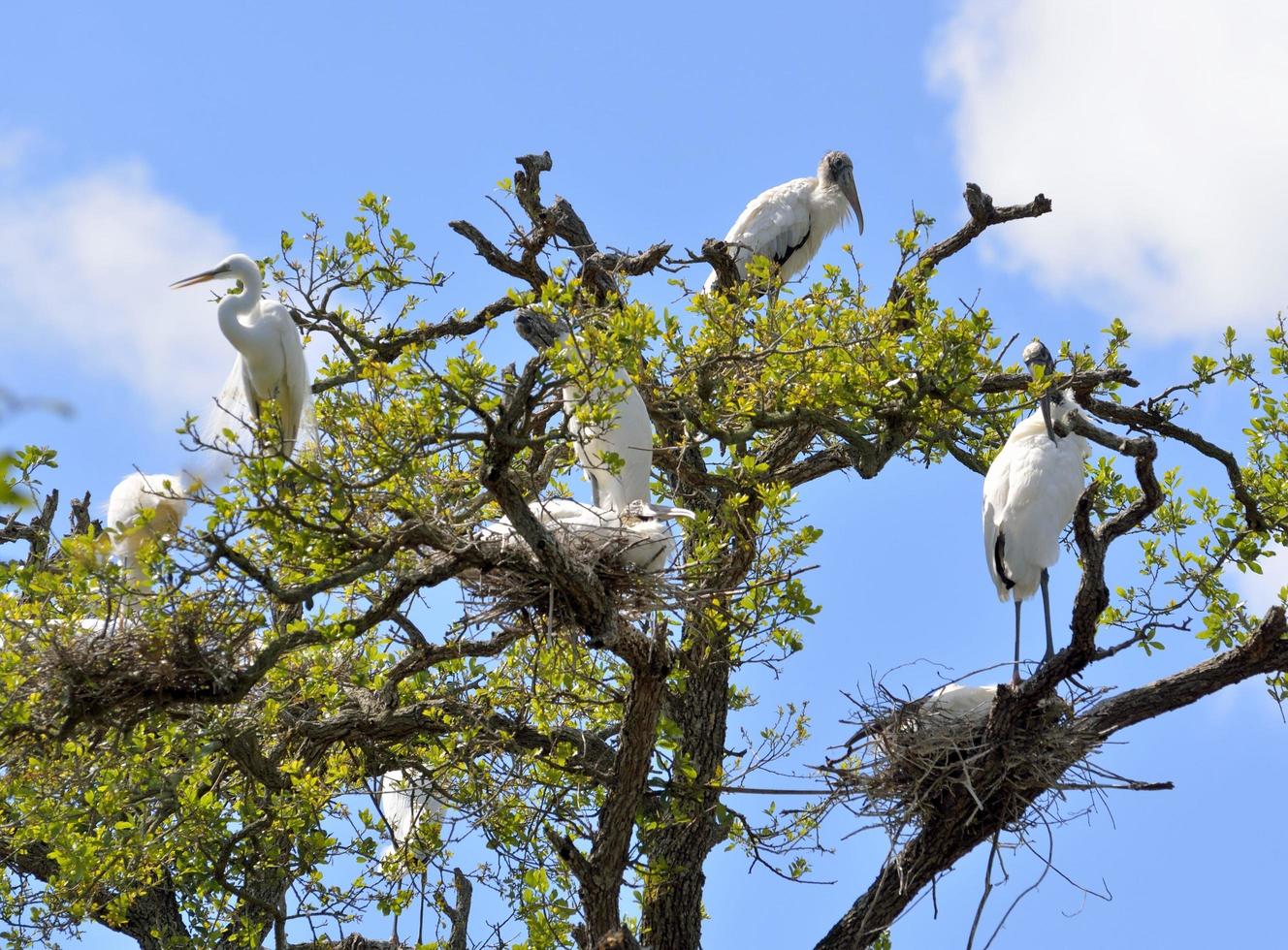 houten ooievaars en reigers foto