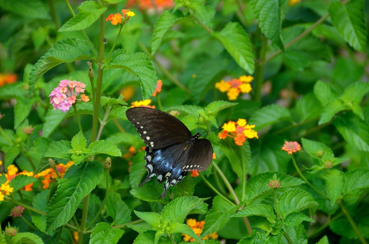 zwaluwstaartvlinder in de tuin foto