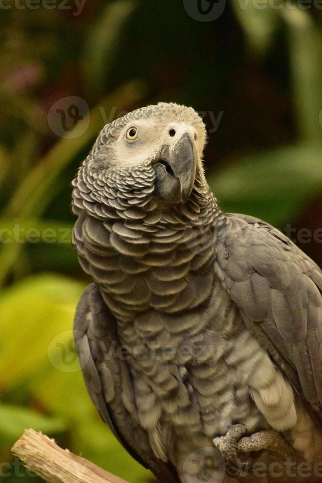 mooi gegolfd veren Aan een grijs papegaai foto