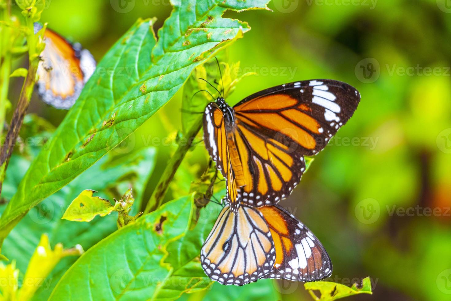 oranje zwart geel vlinder vlinders insect Aan groen fabriek Thailand. foto