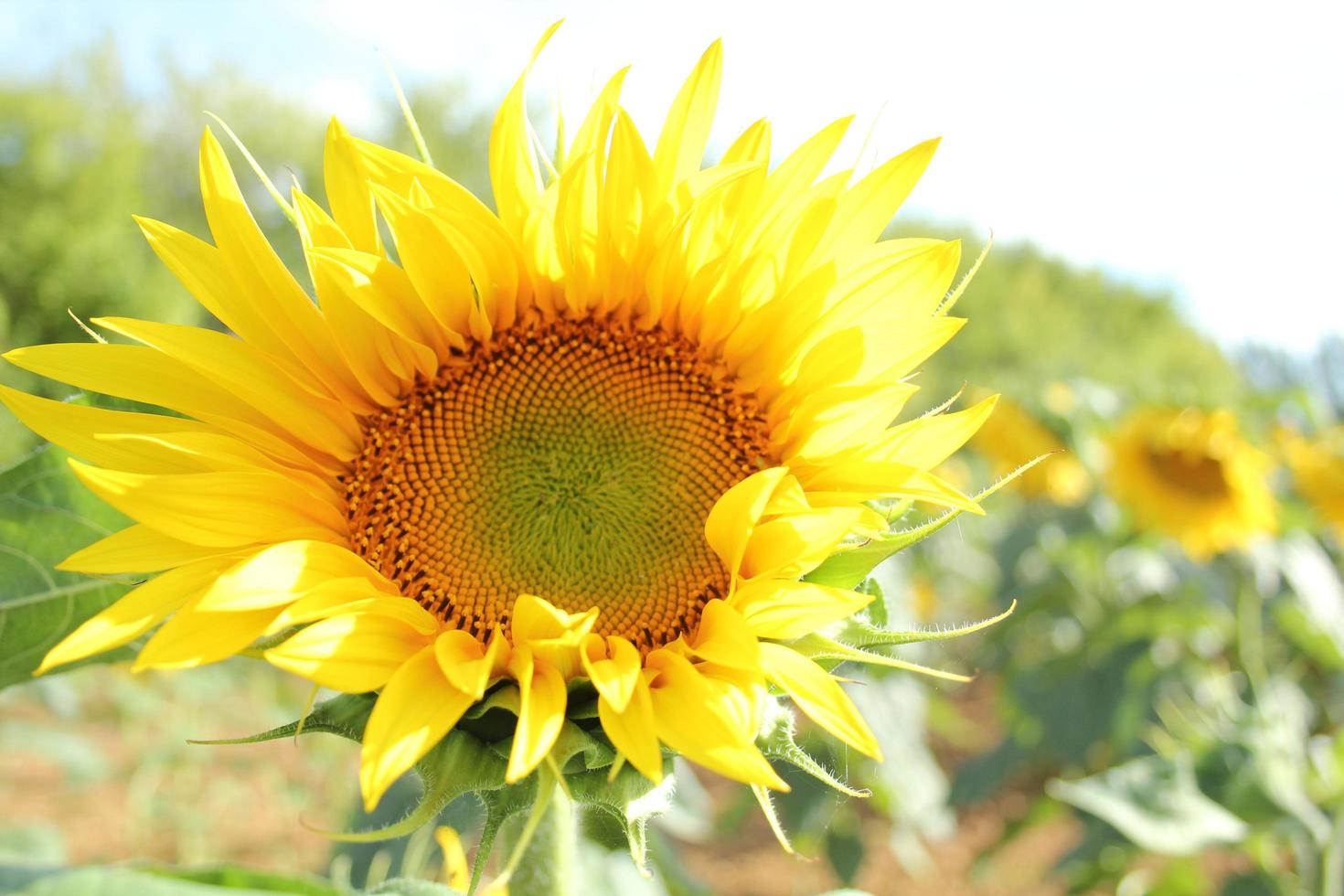 helder tot bloei gekomen zonnebloem foto