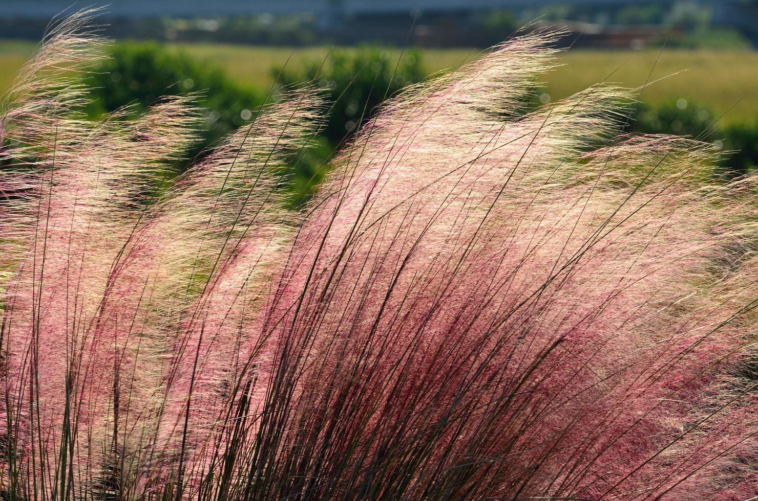 roze muhly gras foto