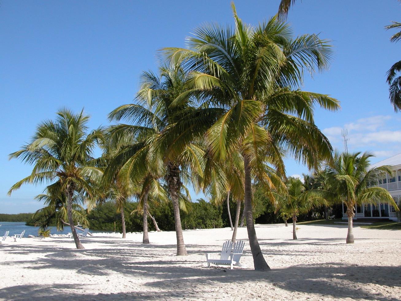 strand in florida foto