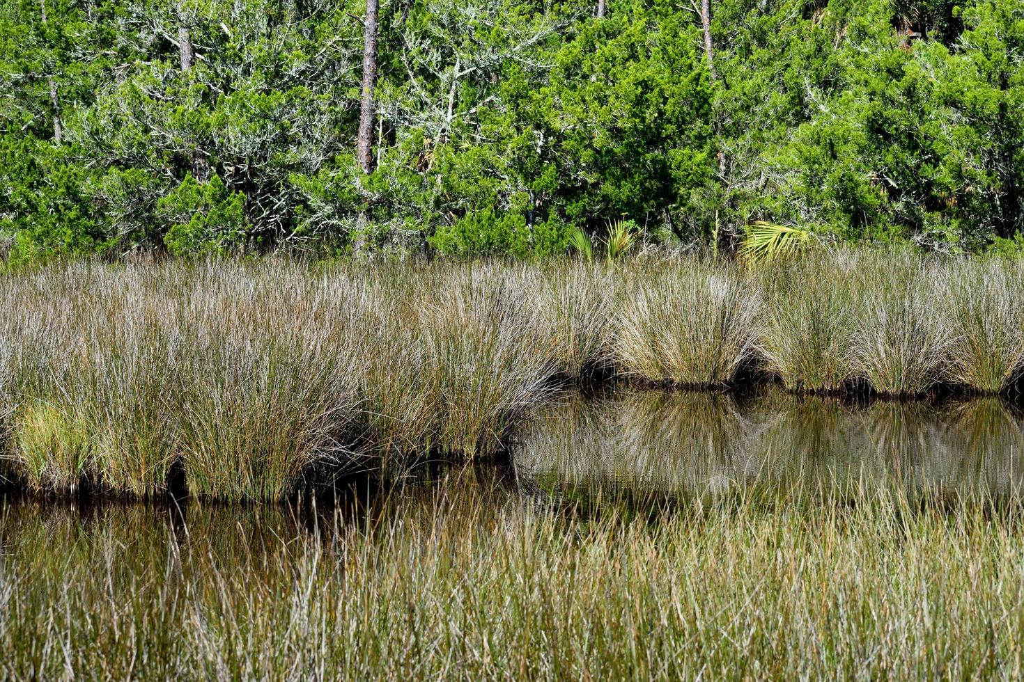 tropisch wetlandlandschap foto