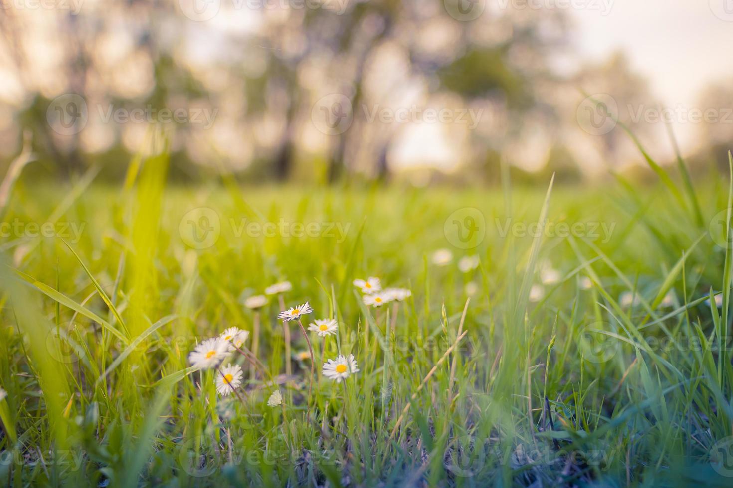 margriet madeliefjes Aan weide Bij zonsondergang. voorjaar bloem in Woud veld. vredig pastel kleuren, zonsondergang vervagen bokeh bomen, groen gras weide en wit madeliefje bloemen. idyllisch natuur detailopname platteland foto