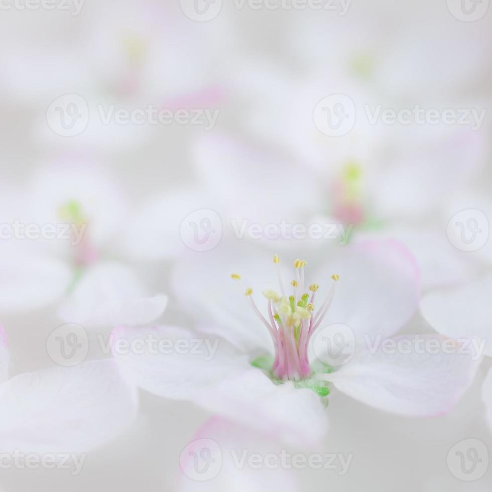 wit bloemen drijvend in water foto