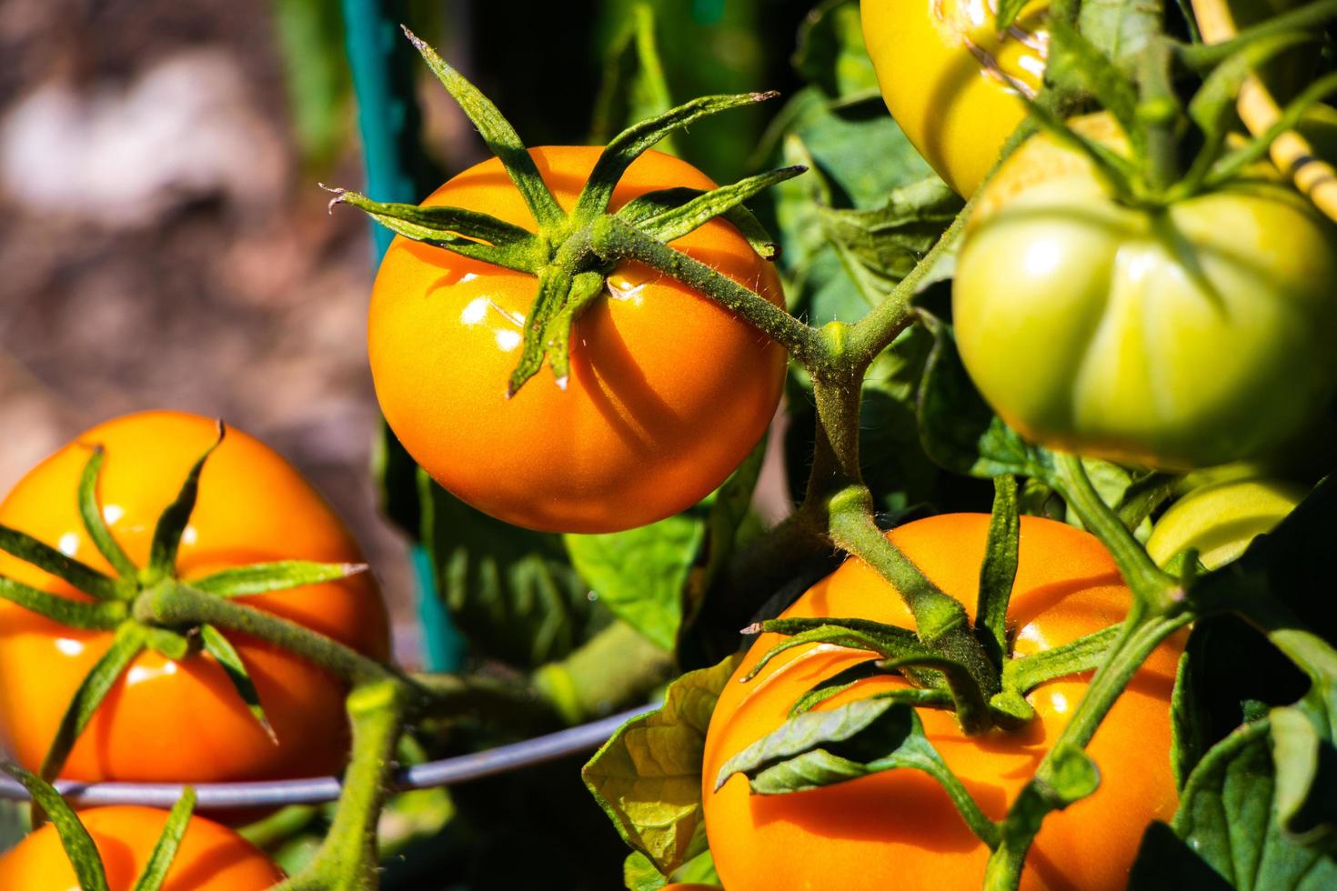 oranje tomaten aan de wijnstok foto