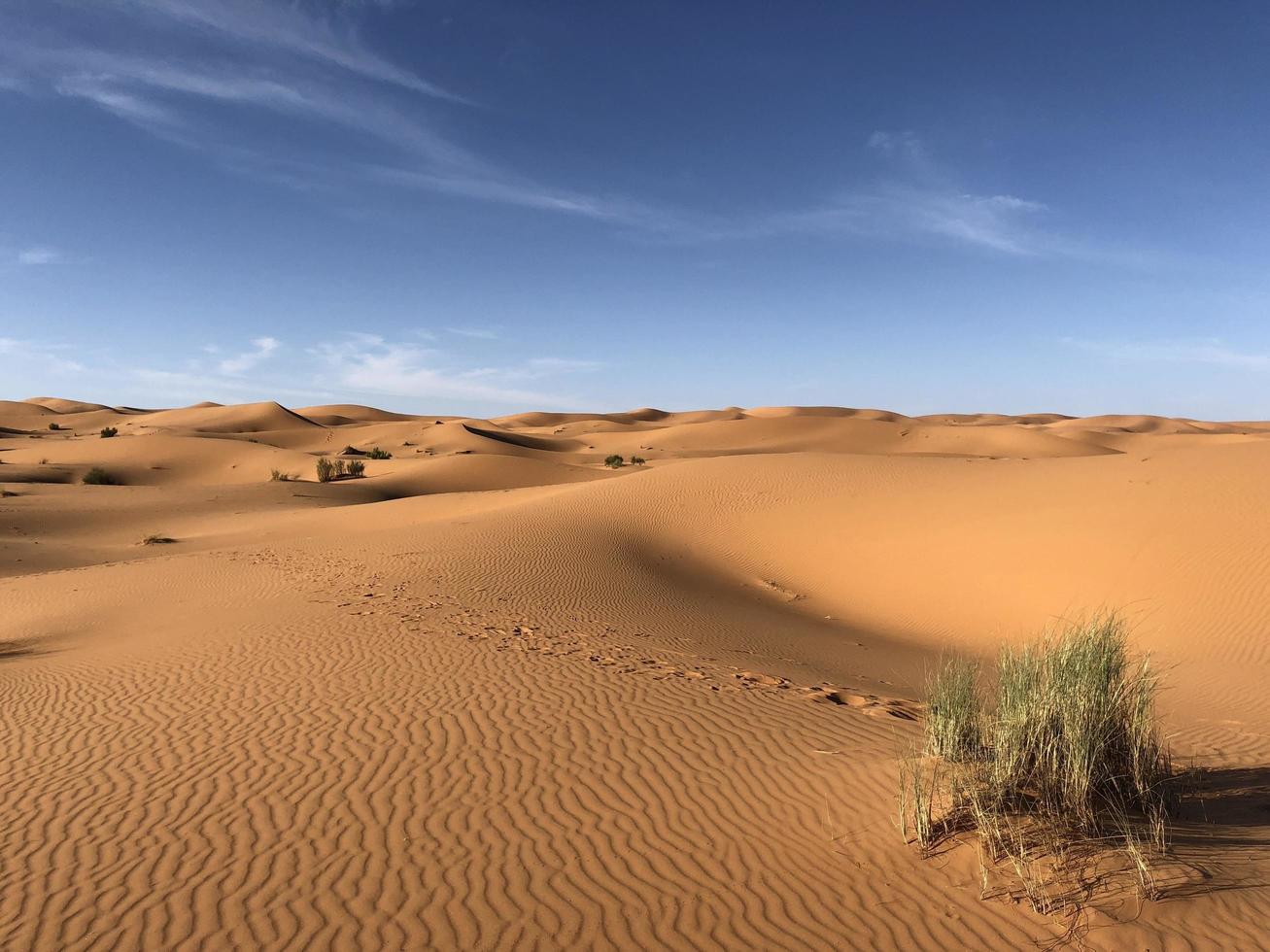 gras op de Sahara woestijn foto