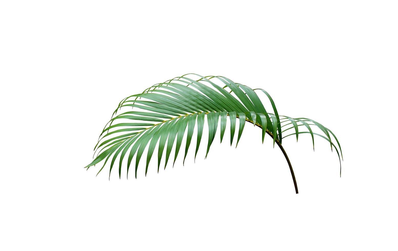 tropisch groen palm blad boom geïsoleerd Aan wit achtergrond foto