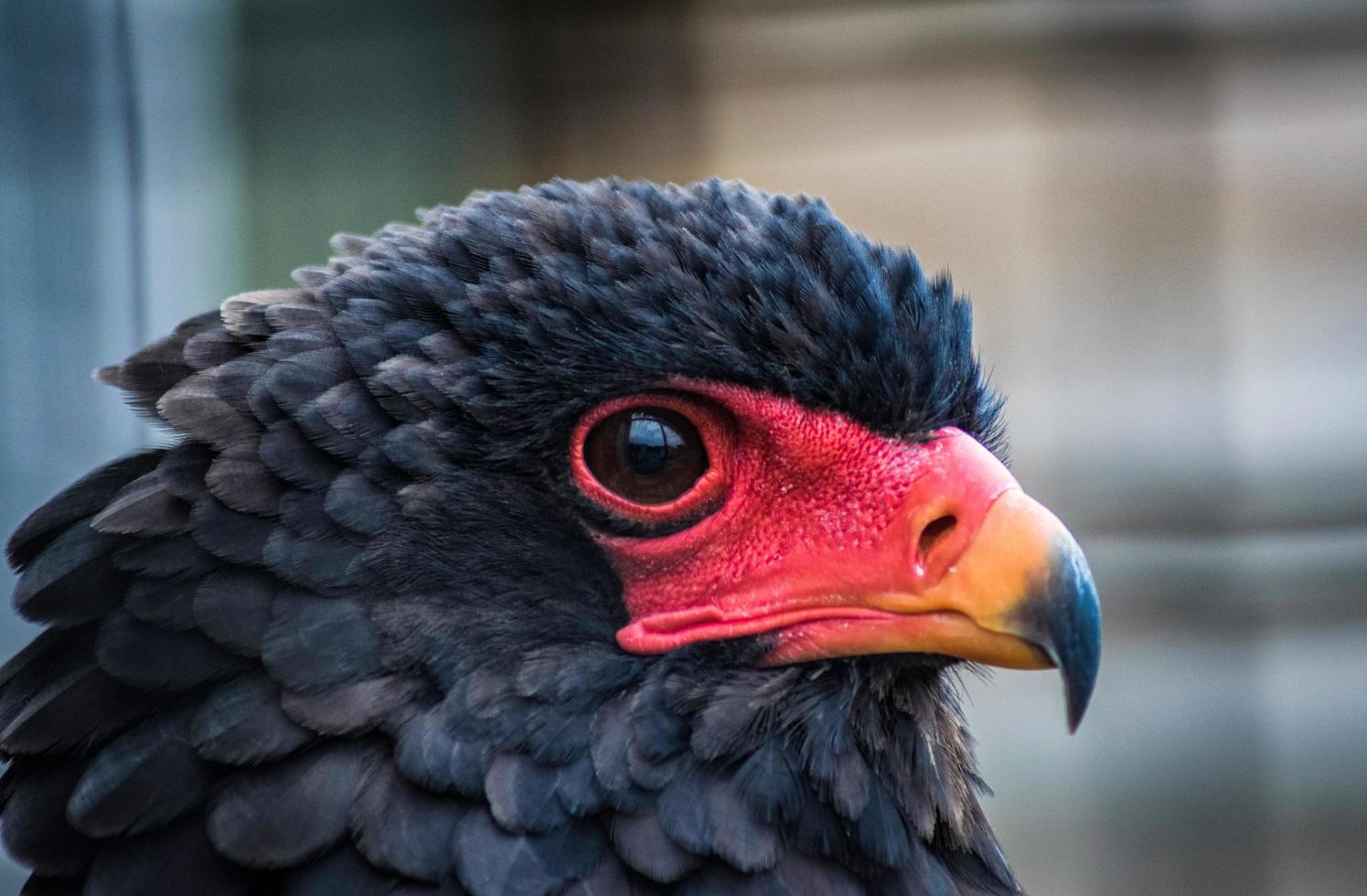 close-up van een bateleur-adelaar foto