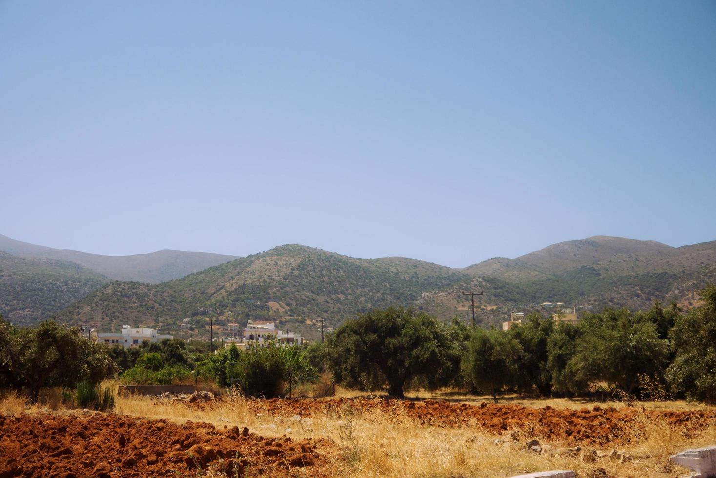 olijfgaard met bergen op Kreta foto