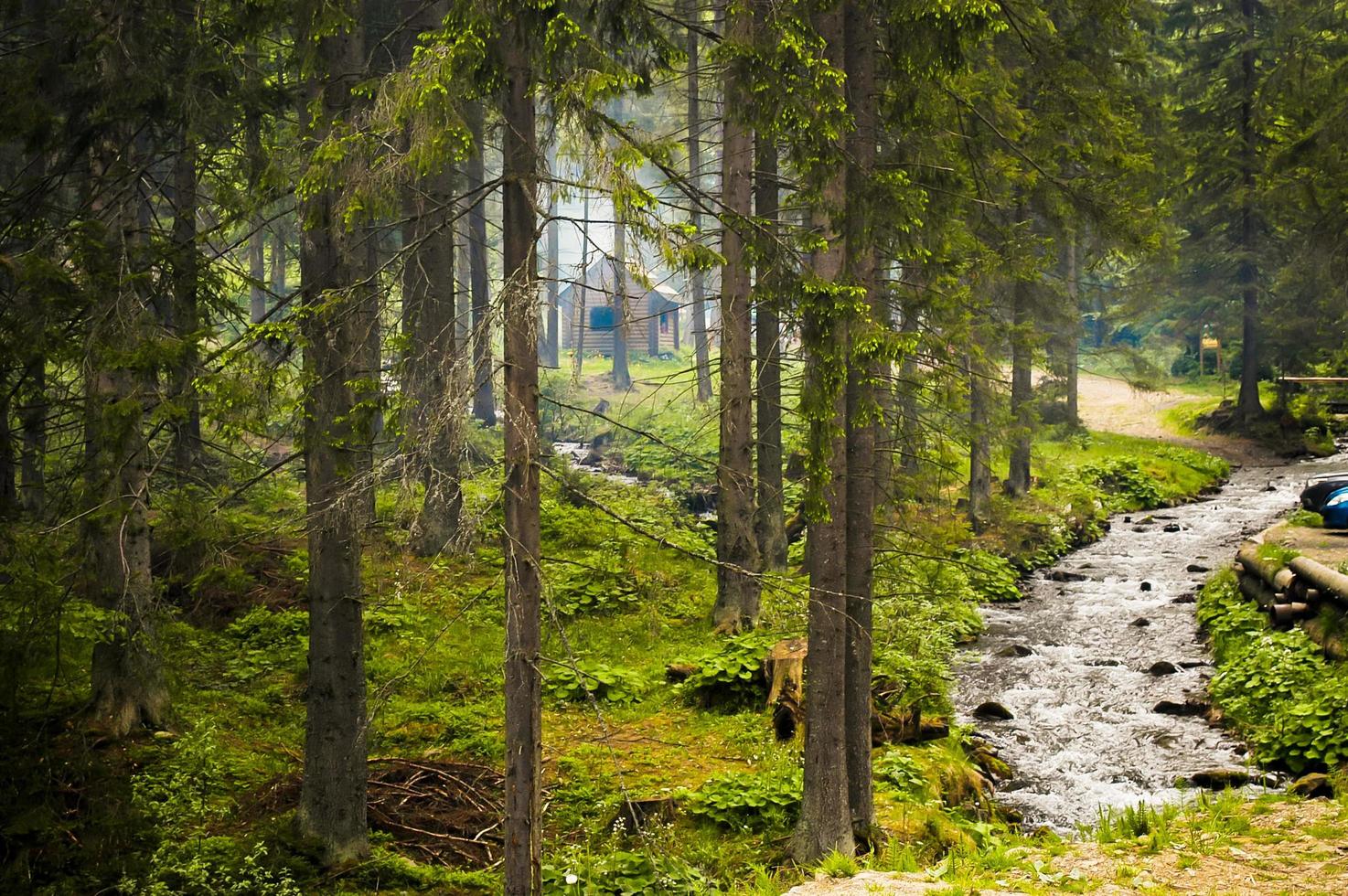 beekje in bos in de Karpaten foto