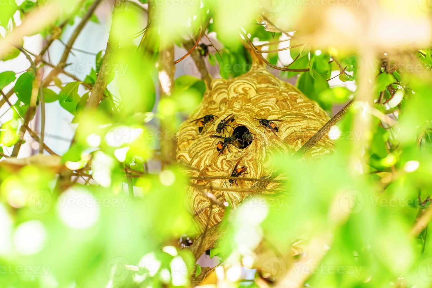 reusachtig wesp nest foto