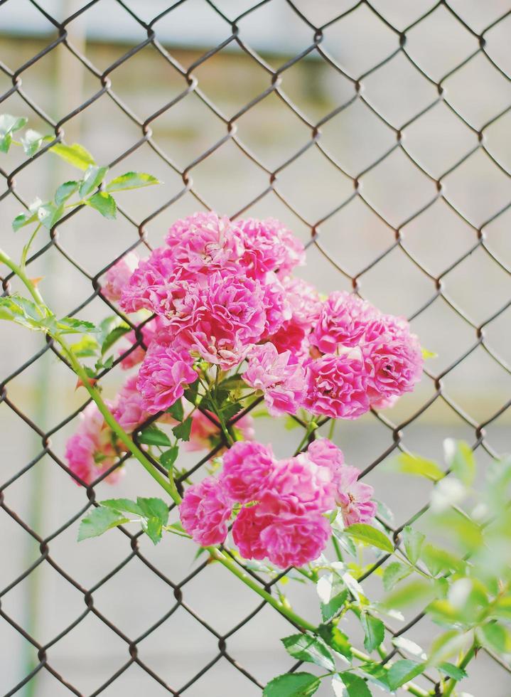 kleine roze rozen bloeien foto