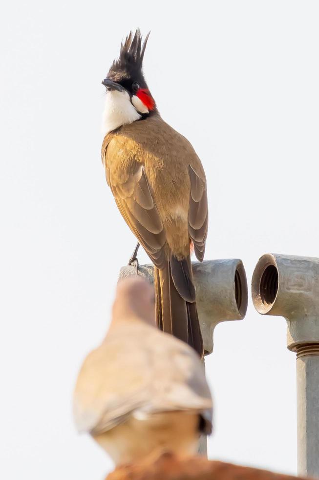 bruine en zwarte vogel met rode snavel foto