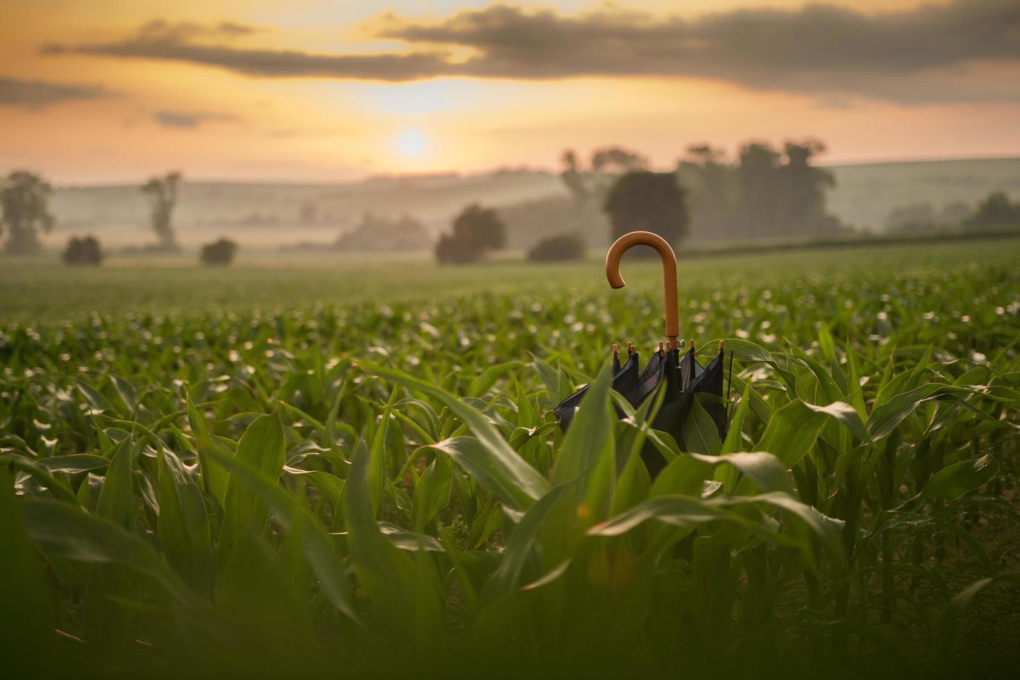 zwarte paraplu in veld foto