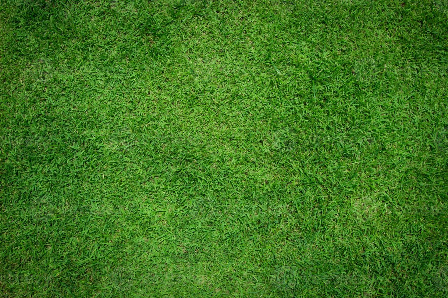 groen gras natuurlijk achtergrond en structuur voor kopiëren ruimte foto