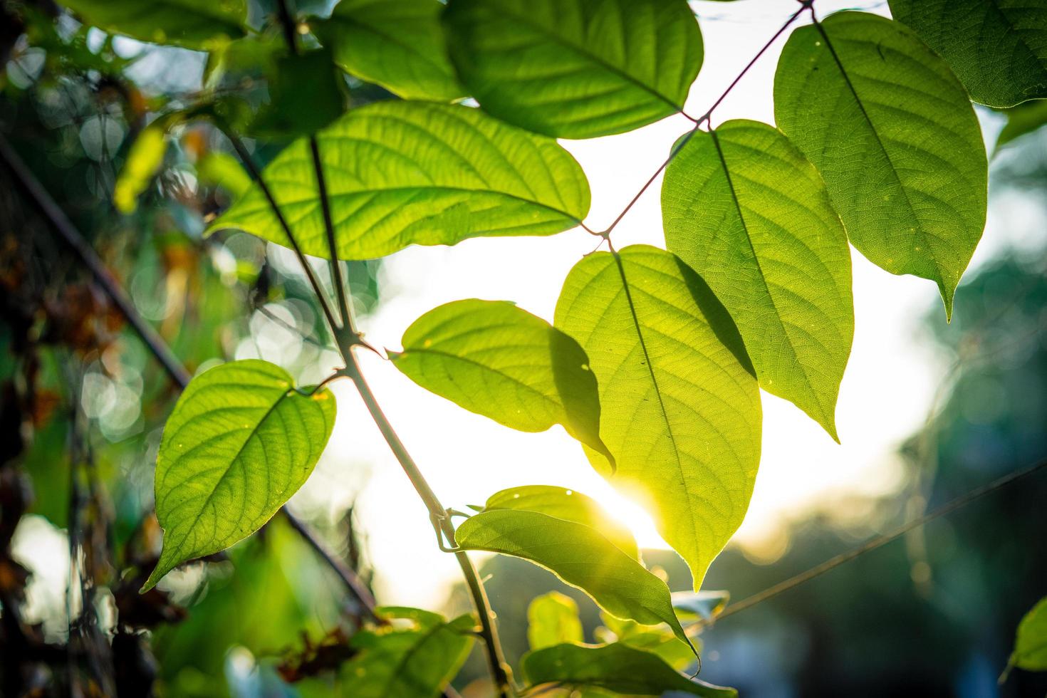 groen blad in zonlicht foto