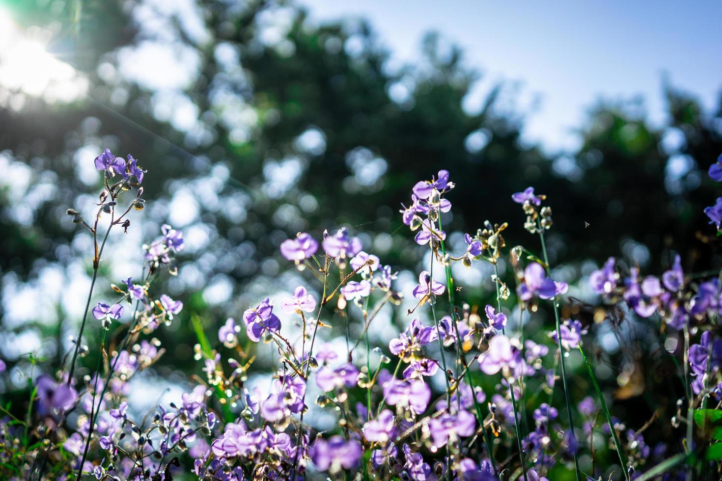 kuifslangpaarse bloemen foto