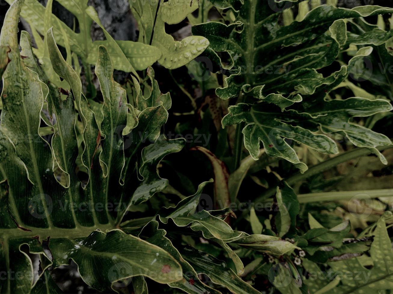 detailopname natuur visie van groen blad achtergrond. vlak leggen, donker natuur concept, tropisch blad foto