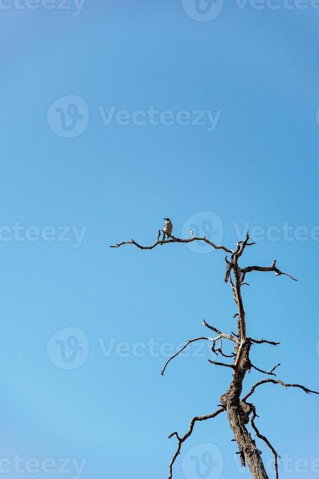 bruin vogel Aan dood boom foto