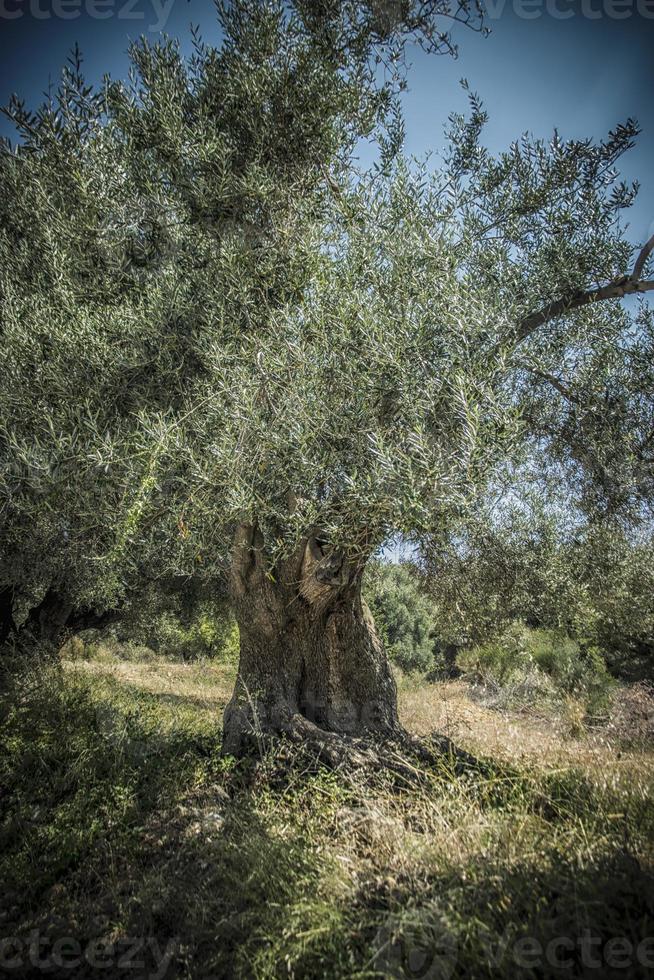 een oud olijf- boom Aan Kefalonia in Griekenland foto