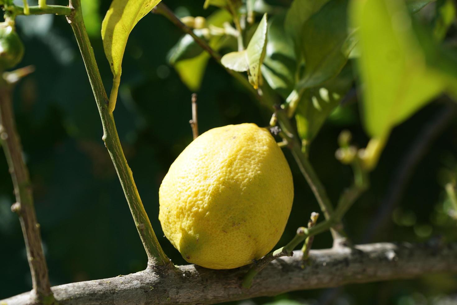 citroen in het zonlicht foto