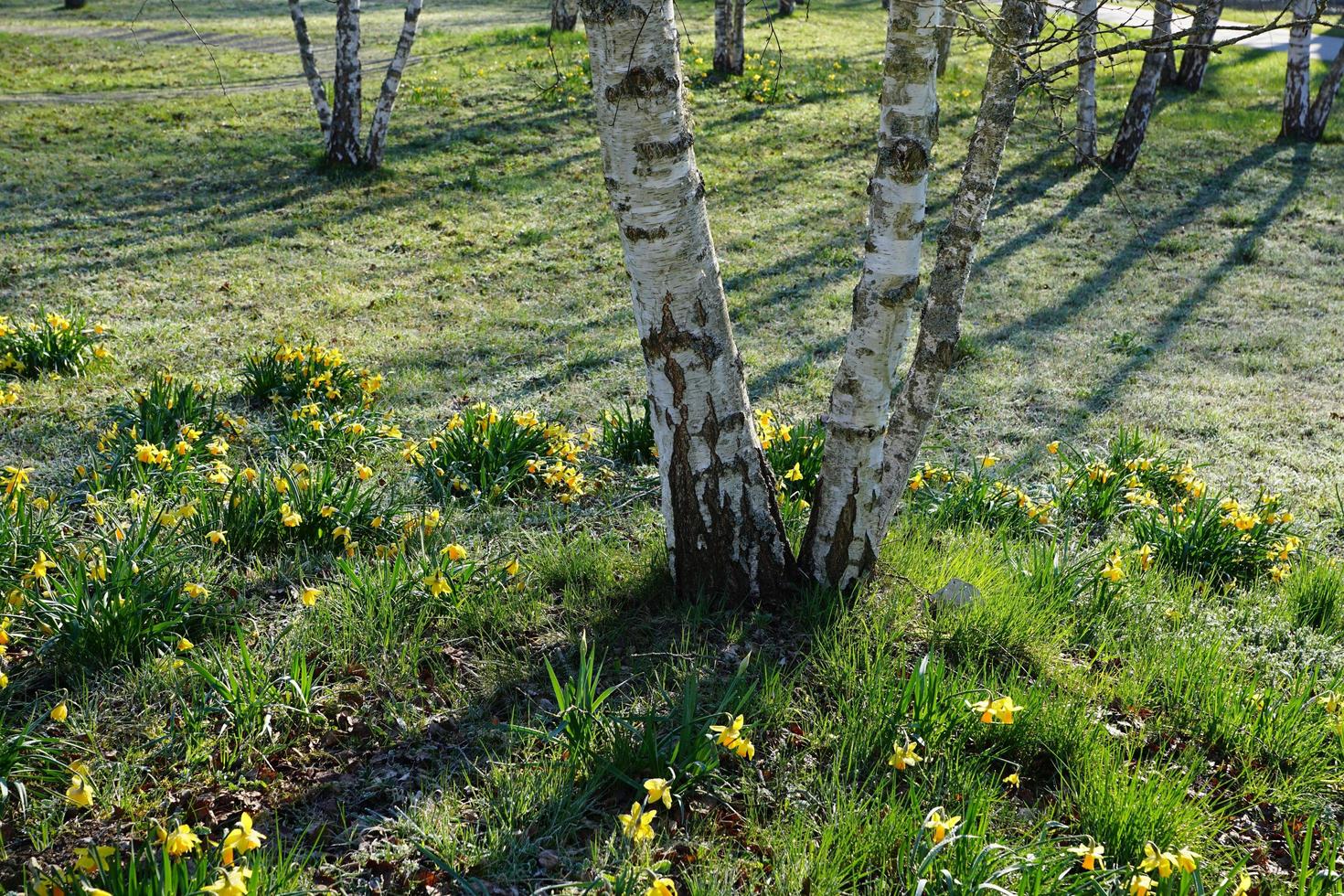 berkenbomen in het park in Duitsland foto