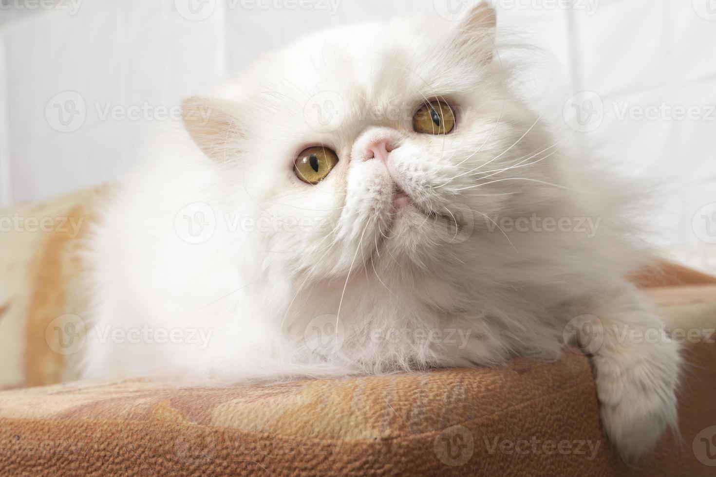 schattig Perzisch wit kat met geel ogen leugens Aan de bed foto