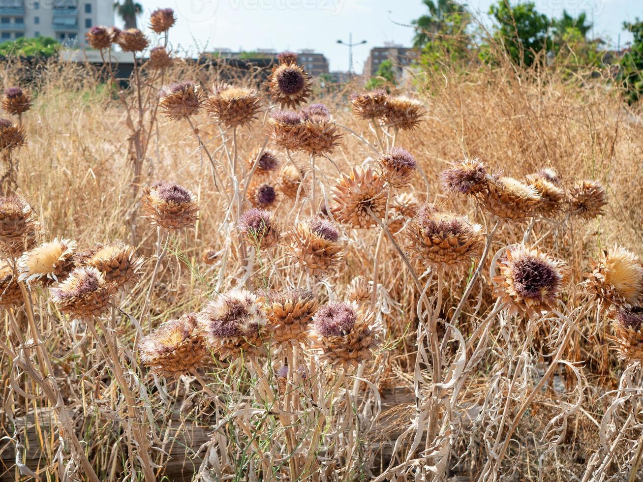 wereldbol artisjok of kardoen, cynara cardunculus, droog zaad hoofden in een park in een stad foto