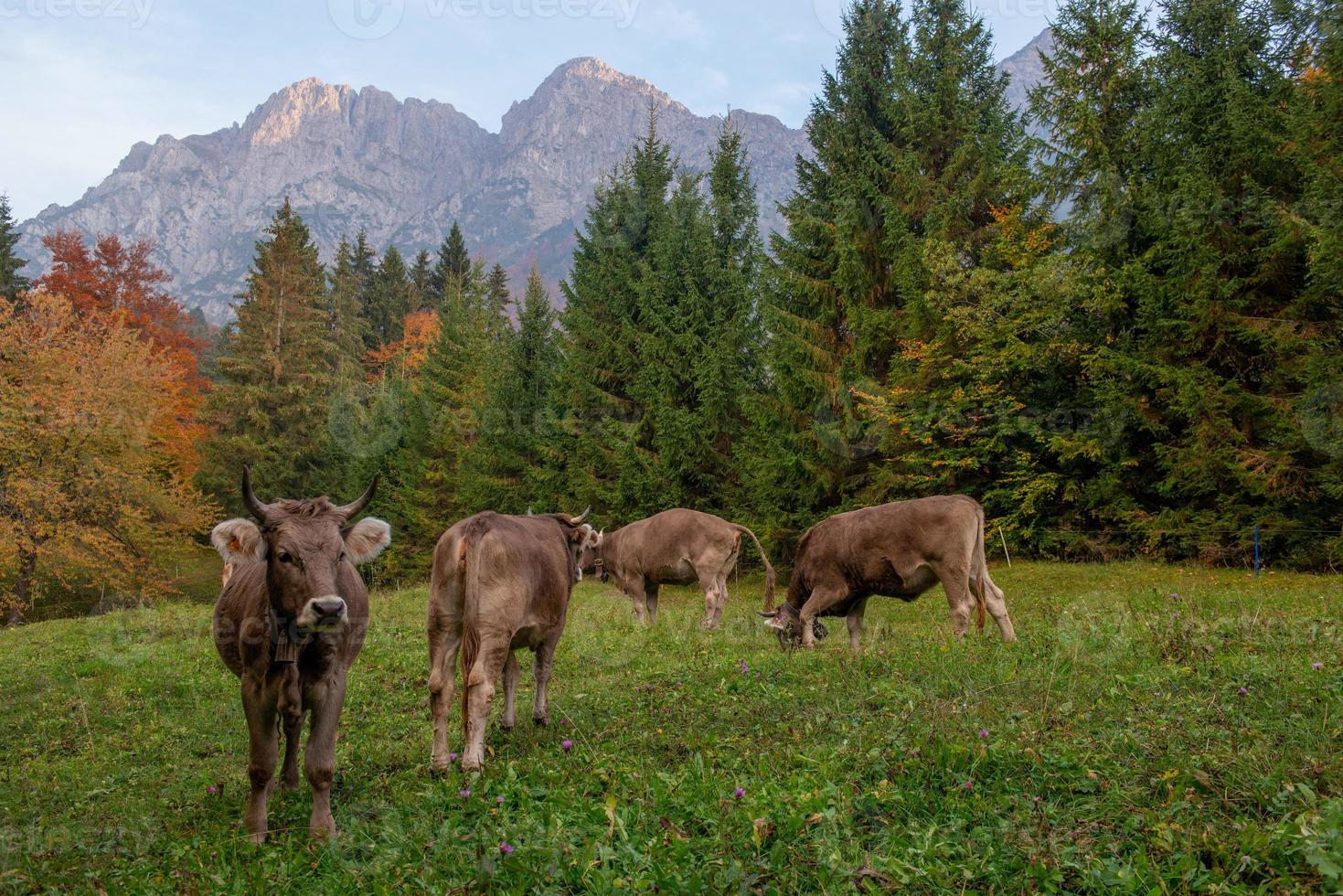 koe begrazing in de berg foto